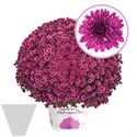 Afbeelding van Bolchrysant gehoest P19 Purple